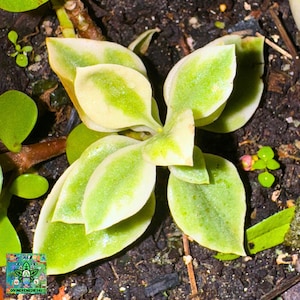 Aptenia Cordifolia Baby Sun Rose Sukulenty Kaktusy – 5 ukorzenionych skupisk posadzonych w doniczce