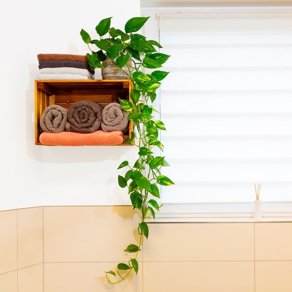 Air Purifying Plant Etsy