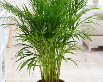 Air Purifying Plant-Areca Palms. Rooted *Clusters, Tropical vibes, Live House Plant, Dypsis Lutescens, Golden Cane, Bamboo Palm/lesser avbl.