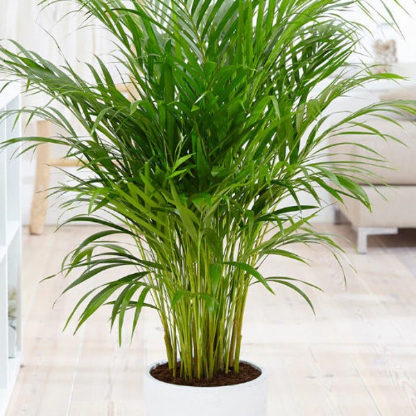 Planta Purificadora de Aire-Areca Palms. Enraizado *Racimos, Vibraciones tropicales, Planta de interior viva, Dypsis Lutescens, Caña dorada, Palma de bambú/avbl menor.