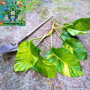 Rare/Beautiful Giant Golden Pothos Clippings for Lush Indoor/Outdoor Gardens (Comes with 3 Leaves/Rooted Nodes + FREE GIFTS