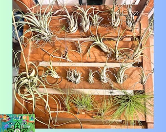 Plantas de aire de Tillandsia de tamaños variados/mixtos**Caja empaquetada COMPLETA + Múltiples obsequios de plantas vivas/brotes de Plam GRATIS
