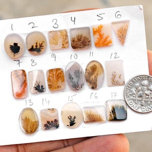 May include: Seventeen polished dendritic agate cabochons arranged on a white card, numbered one through seventeen, featuring brown, black, and orange fern-like inclusions. A United States one dime coin is placed next to the stones for scale.