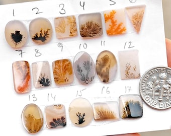 Könnte beinhalten: Siebzehn polierte Dendritenachat-Cabochons auf einer weißen Karte, nummeriert von eins bis siebzehn, mit braunen, schwarzen und orangefarbenen farnartigen Einschlüssen. Eine US-amerikanische Zehn-Cent-Münze liegt als Größenvergleich daneben.
