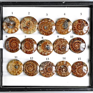May include: Fifteen polished, round ammonite fossils displayed in a black tray. The fossils exhibit a spiral pattern in shades of brown, tan, and cream. Each fossil is numbered from 1 to 15.