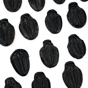 三葉虫化石カボション宝石（ジュエリー製作用） - 本物の三葉虫化石 - 先史時代の海洋節足動物 - 古生代標本