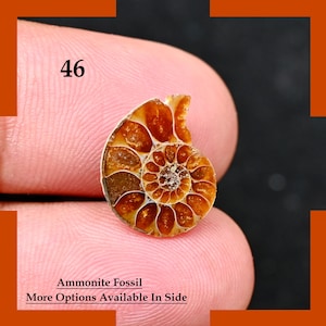 Rare Opalized Ammonite Fossil Gemstone, Polished Ammonite Specimen, 14mm to 26mm Rare Ammonite Mineral Loose Crystal for Jewelry Making