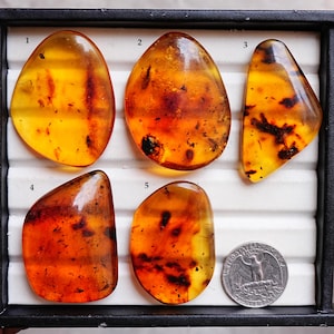 May include: Five polished amber stones in different shapes, presented in a black tray. The amber varies in colour from golden yellow to deep orange-brown, with visible inclusions. A coin is included for size comparison.