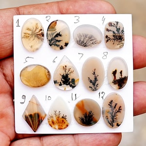 Puede incluir: Una colección de doce cabujones de ágata dendrítica pulidos dispuestos en una tarjeta de presentación blanca, numerados del uno al doce. Las piedras presentan fondos beige y crema translúcidos con inclusiones distintivas de color marrón oscuro y negro.