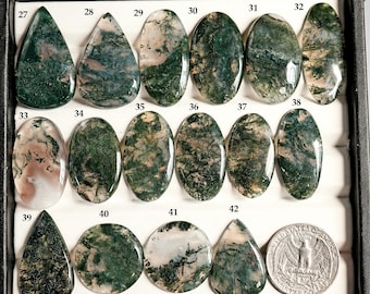 Könnte beinhalten: Eine Sammlung von sechzehn polierten Moosachat-Cabochons in einem schwarzen Präsentationstablett, nummeriert von 27 bis 42. Die Steine zeigen grüne dendritische Einschlüsse auf durchscheinenden weißen und klaren Basen. Eine US-Vierteldollarmünze dient als Maßstab.