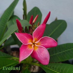 Rooted Evalani Live Plumeria Rubra, Extra Large, 12-18", USA Seller, FREE SHIPPING