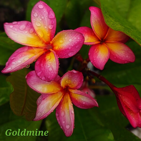 Goldmine Rooted Live Plumeria Rubra, 16-24", USA Seller, FREE SHIPPING to 48 States*