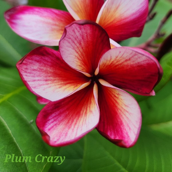 Rare Plum Crazy Rooted Live Plumeria Rubra, 14-24", USA Seller, FREE SHIPPING to 48 States*