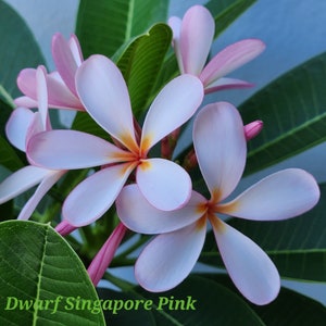 Rooted Dwarf Singapore Pink Live Plumeria Obtusa, Rare Find, 8-16", Extremely Fragrant, USA Seller, FREE SHIPPING