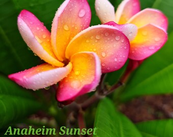 Rooted Anaheim Sunset Live Plumeria Rubra, Extra Large, 14-20", USA Seller, FREE SHIPPING