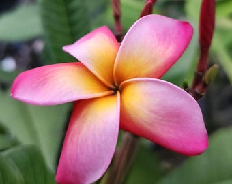May include: A five-petaled plumeria flower featuring a gradient of vibrant pink at the outer edges that transitions into a warm yellow center. The bloom is displayed with several unopened reddish-pink flower buds on a thin stem nearby.