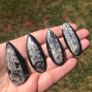 Orthoceras Fossils Nautiloid Cephalopod Straight Horn 350 Million Years Old Ancient Fossilized Sea Animal