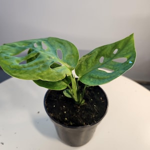 May include: A potted plant with bright green leaves featuring distinctive holes. The plant is in a black plastic pot, set against a plain background. The plant is a houseplant. The leaves have a unique, irregular shape.