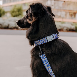 Padded Dog Collar - Colorful - Mocha/Blue