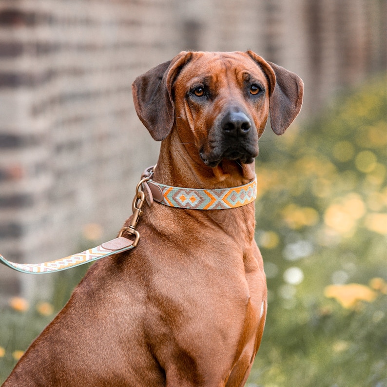 Premium dog collar Très Chic mint/orange image 1