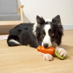 Hundespielzeug aus Naturkautschuk Lotti Karotti Bild 5