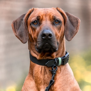 Dog Collar Outdoor SPORT - Biothane - Black/Mint