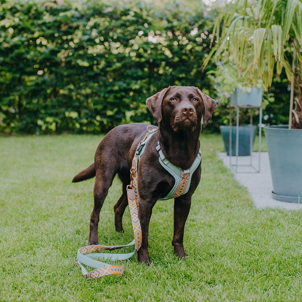 Premium Hundegeschirr - Très Chic