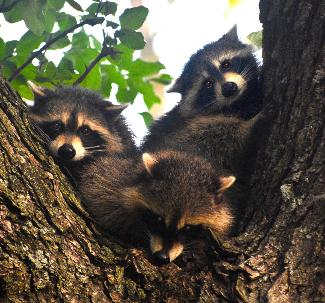 Baby Racoons Huddled in a Tree, 8x8 Photo Print, Wall Art, Decor - Etsy