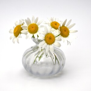 Daisies on White, Glossy photo print, mounted - Wall Art, Decorate Floral Still Life
