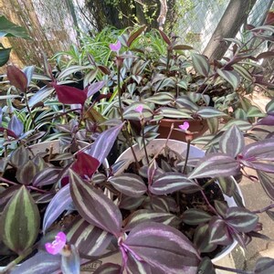 House Plant Cuttings Tradescantia zebrina image 2