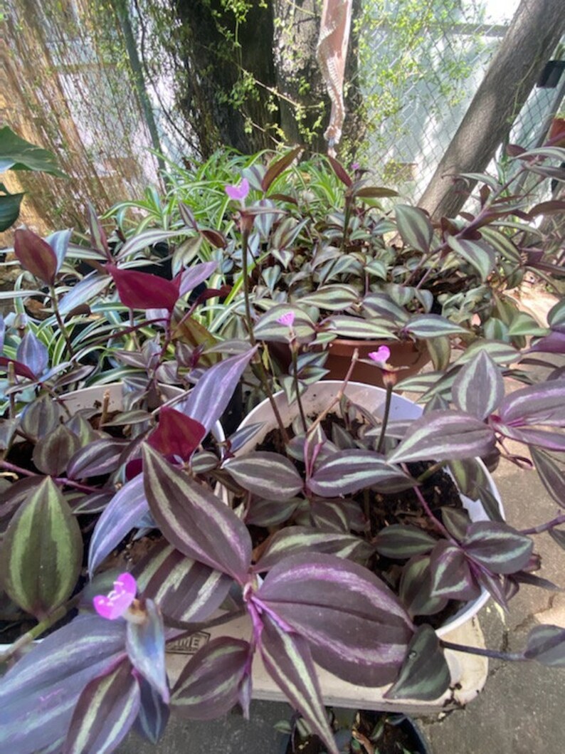 House Plant Cuttings Tradescantia zebrina image 2