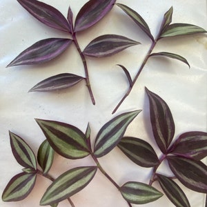 House Plant Cuttings Tradescantia zebrina image 1