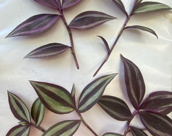 House Plant Cuttings Tradescantia zebrina