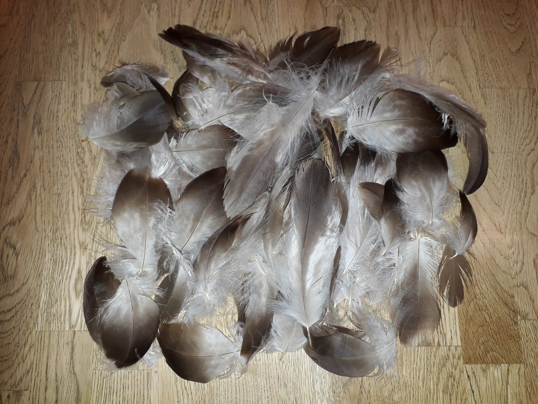 Golden Eagle Feathers For Sale