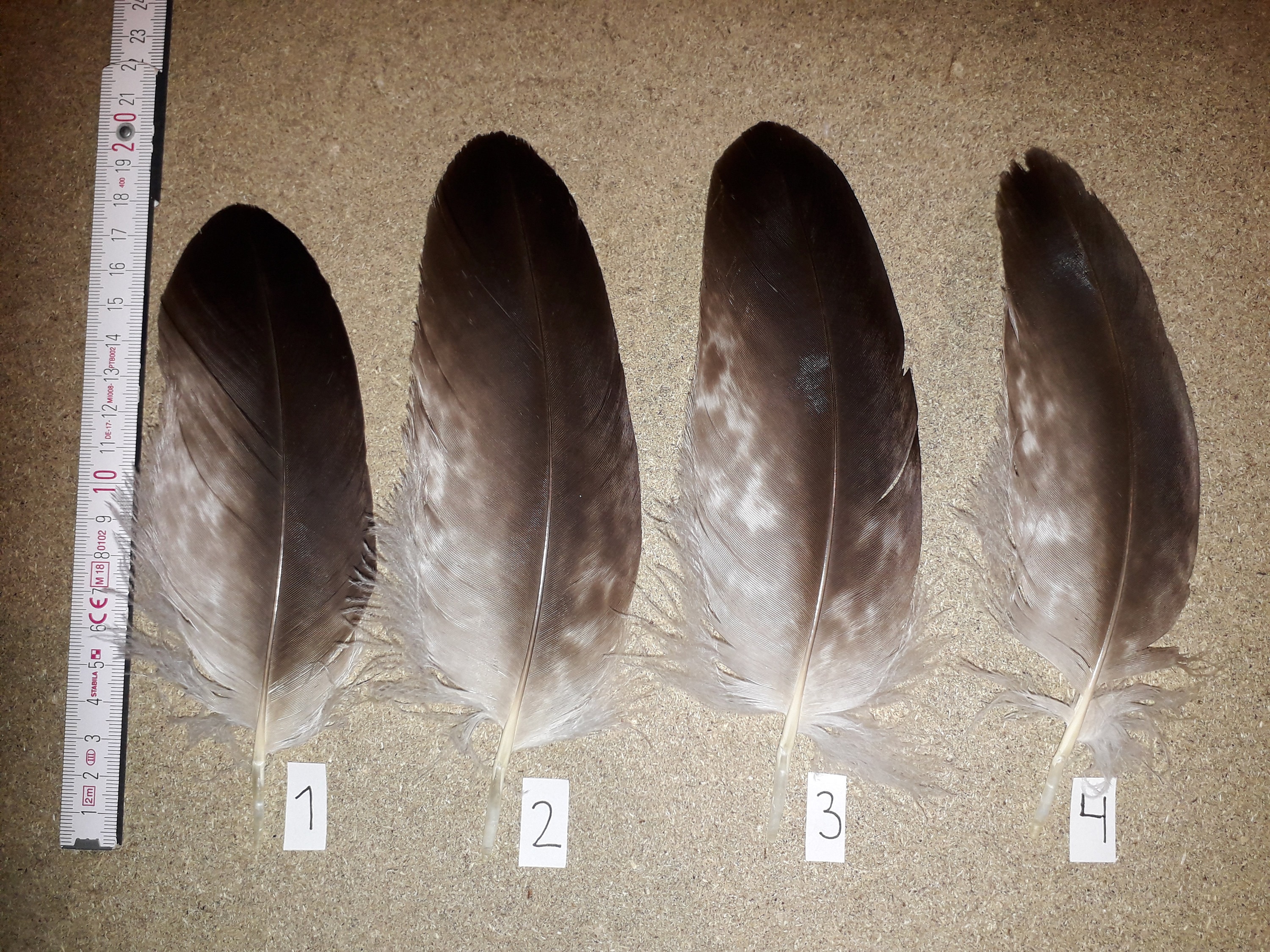 Real Golden Eagle Feathers