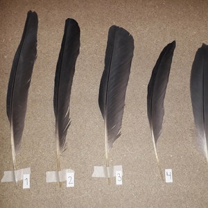 Heron Feathers | Quality Dyed Feathers | Large Feathers