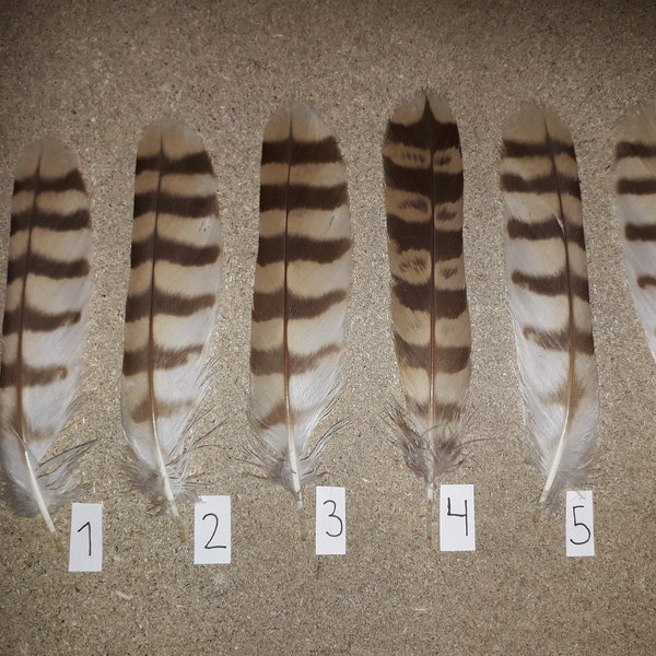 Horned Owl Feathers Etsy