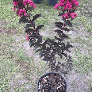 May include: A young crape myrtle plant in a black plastic nursery pot. The plant features dark, deep purple-black foliage and two prominent, upright stems topped with clusters of vibrant, bright pink flowers. The soil is covered with wood mulch.