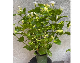 Arabiam Jasmine, Sambac Jasmine, 6&quot; pot - Ready to Ship - Cannot Ship to CA, HI
