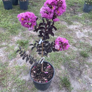 May include: A young crape myrtle plant in a black plastic nursery pot. The plant features dark purple-black foliage and three clusters of vibrant magenta-pink flowers with small yellow centers. A thin wooden stake supports the central stem.