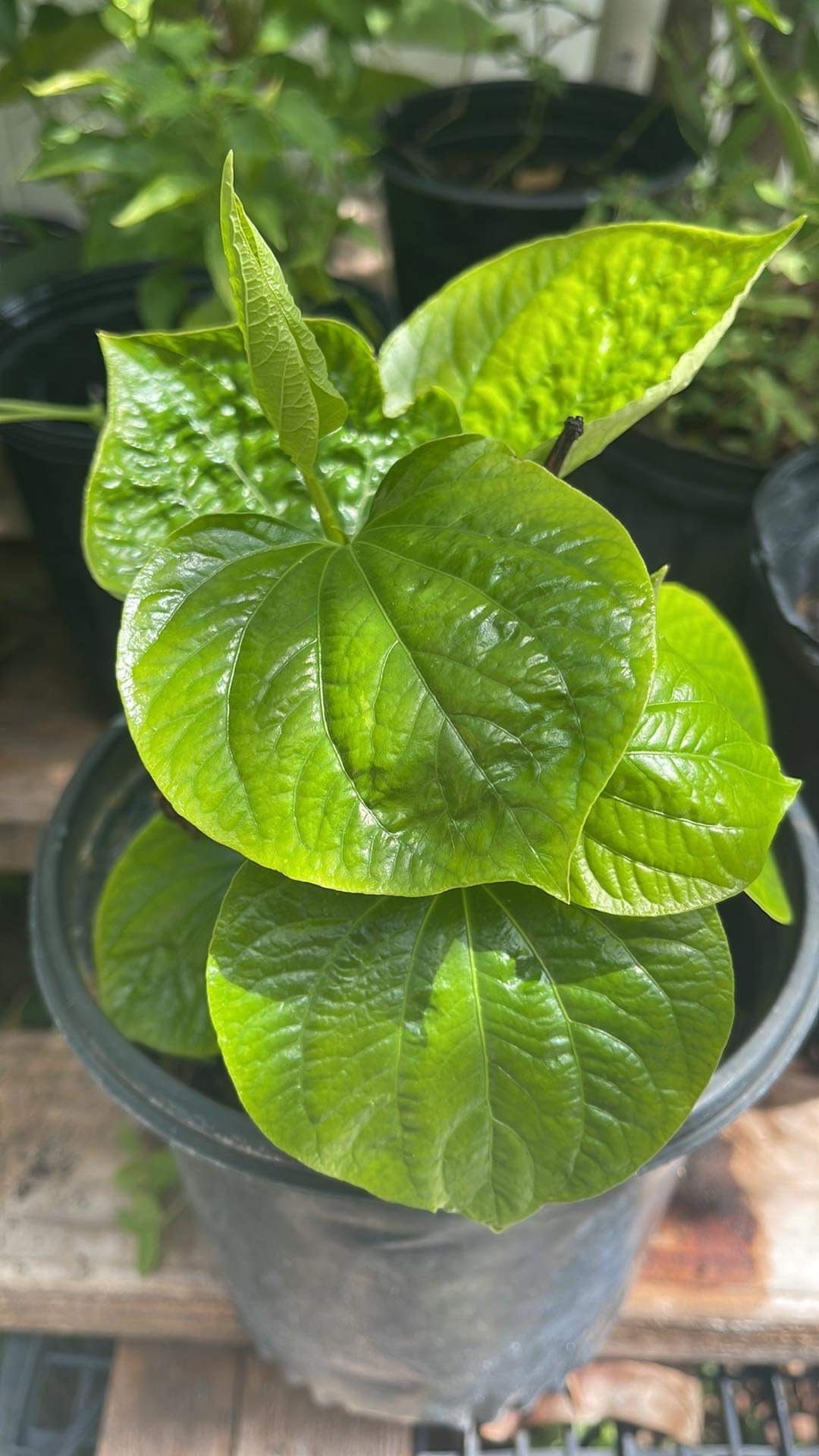 4" Pot Live Betel Leaf plant, Piper sarmentosum, Piper Lolot-Organic, La Lot or Vietnamese Betel - Cannot Ship to CA, HI