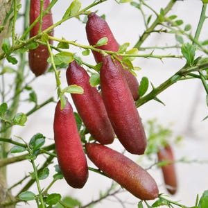 May include: Close-up of finger limes, also known as caviar limes, hanging from a thorny branch. The elongated fruits are a deep red color with a textured surface. Green leaves and stems provide contrast to the vibrant fruit.