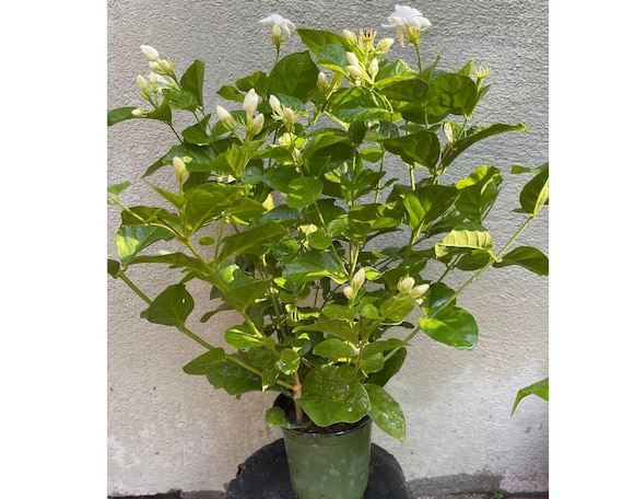 Arabian Sambac Jasmine Plant 20–24” Tall – Live Fragrant Flower Plant in 1 Gallon Pot, Indoor Outdoor, Mother’s Day Gift, Plant Lover Gift