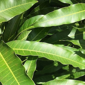 May include: Close-up of lush green mango leaves with visible veins and a textured surface.