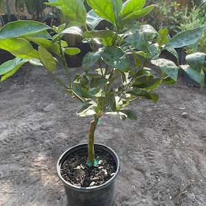 May include: A small citrus tree in a black plastic pot. The tree has vibrant green leaves and a brown trunk. The pot is filled with dark soil. The background shows other plants and sunlight.