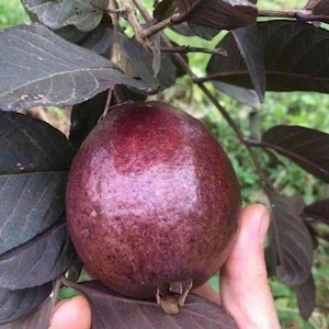 Purple Guava Live Tree 3 Gallon | 2–3 Ft Tall Tropical Fruit Tree | Sweet Exotic Guava Plant | Container Garden | Seedings -No Ship CA HI AK