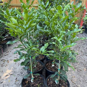 May include: Several young kaffir lime trees planted in black plastic nursery pots. Each tree features a central wooden stake for support, secured with green ties. The plants have glossy, dark green, double-lobed leaves and are potted in soil.