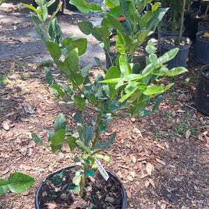 Live Kaffir Lime Tree - Citrus Hystrix Makrut in 3 Gallon Pot,  3 to 4 ft tall, Jeruk Purut, Grafted -Cannot Ship to CA, LA, TX, Hi, Az