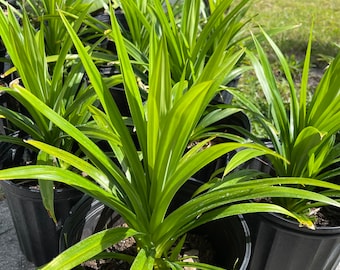 Pandan - Live Plant, Florida fresh, Pandanus amaryllifolius - well established - Rooted in 1 gallon - Cannot Ship to CA, HI, AK