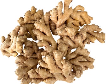 Fresh Ginger Root Organic USDA Certified - Perfect for cooking, Growing, Soap making, Candle making, Essence oil, Tea, Juicing